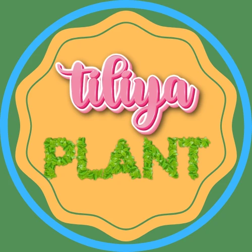 Tiliya Plant